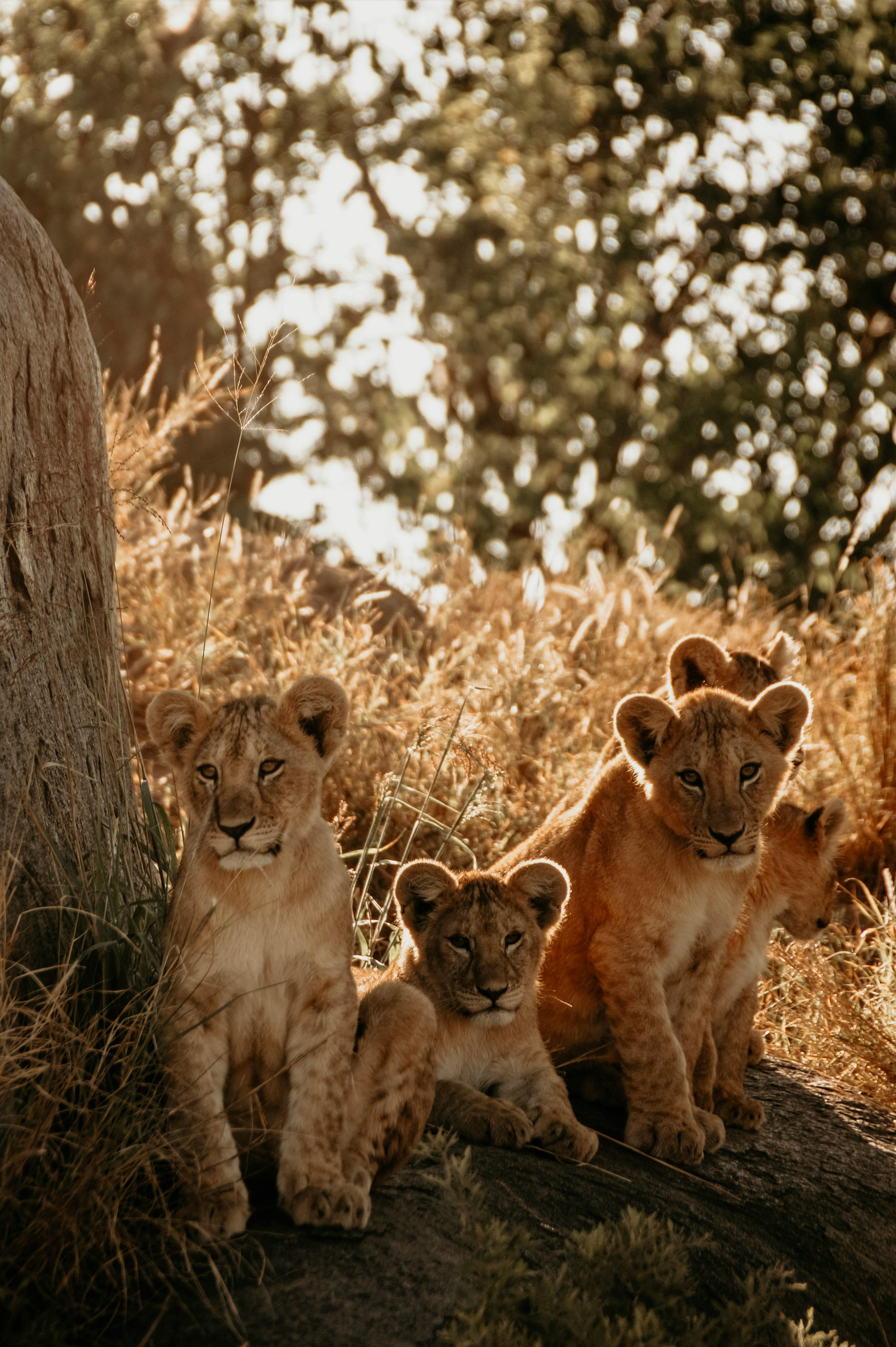 Safari Picnic