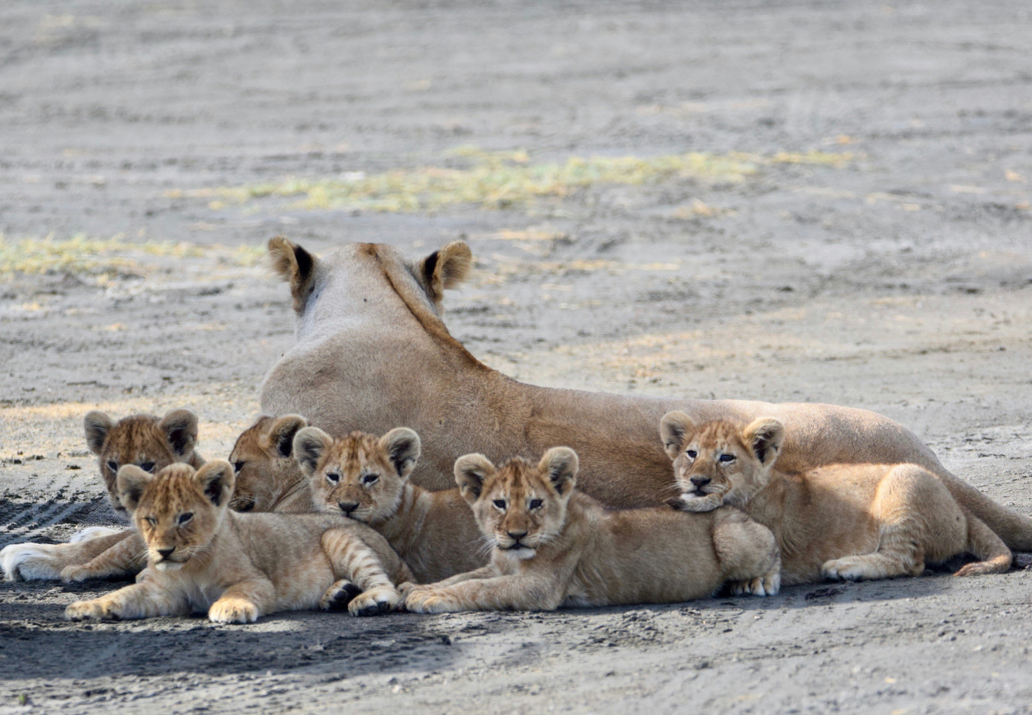 Luxury Safari Experience