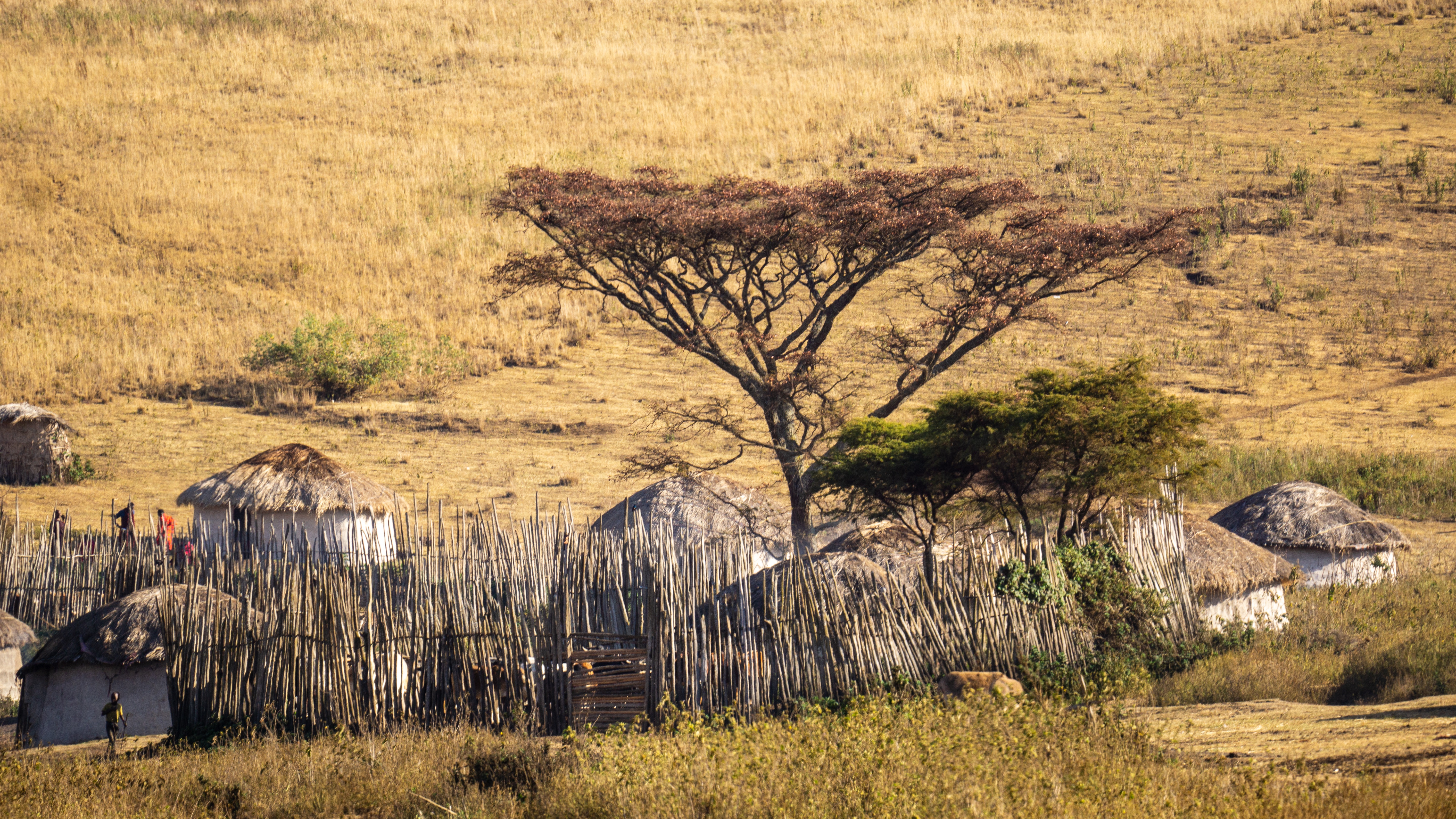 Luxury Safari Experience